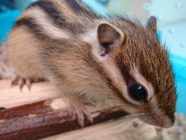 120331 インコ・シマリス・デグー_f0189122_13553163.jpg