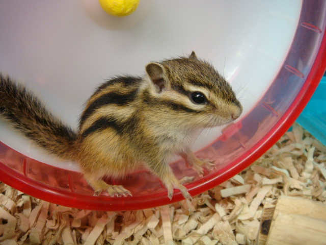 120331 インコ・シマリス・デグー_f0189122_13554483.jpg
