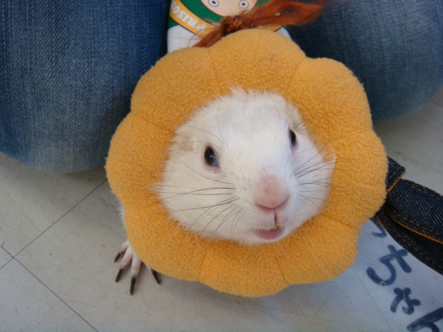 120331 インコ・シマリス・デグー_f0189122_1413563.jpg