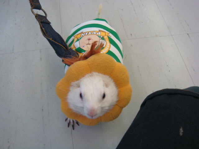 120331 インコ・シマリス・デグー_f0189122_14232275.jpg