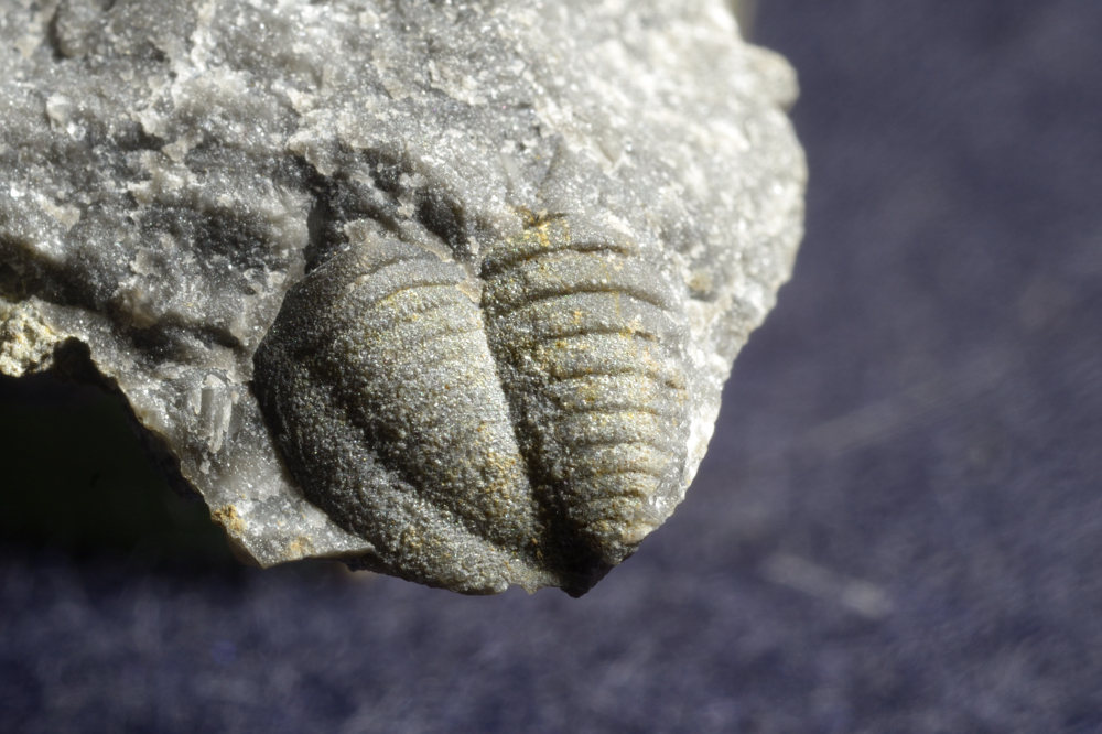 巨大三葉虫の化石 【公式通販】