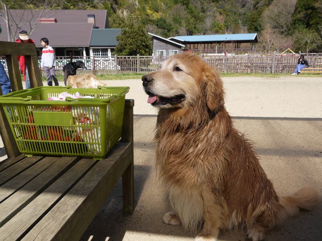 ファング誕生日　　その２　和歌山にて～～(*´∀｀*)_b0127531_19585347.jpg