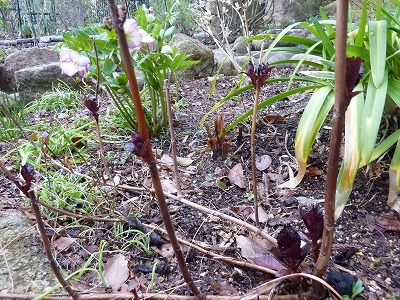 アジサイの新芽 Yoko Gardenの小部屋