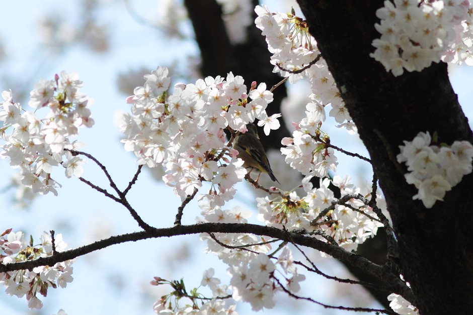 桜が一気に！_c0075539_19151637.jpg