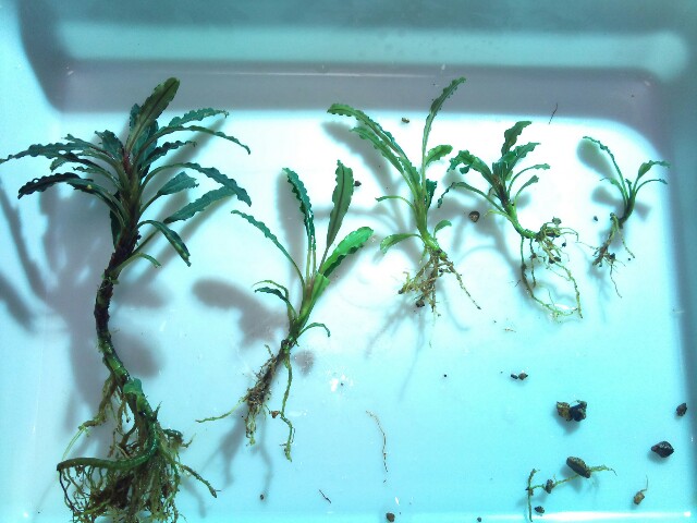 Bucephalandra sp. 