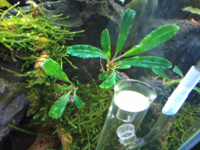 Bucephalandra sp. 