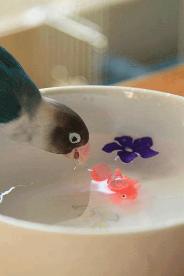 c0145250_21564035.gif