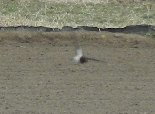 e0172950_18244071.jpg