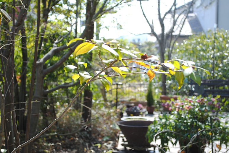a0157651_8133950.jpg