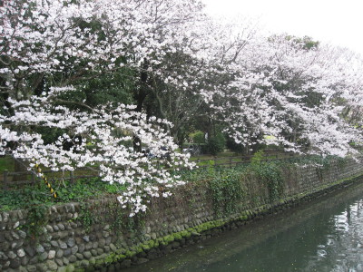 高知県新酒鑑評会_f0006356_1041475.jpg