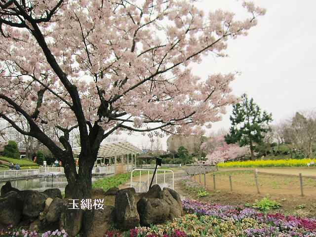 【大船フラワーセンターで早咲きの桜を楽しむ♪】_c0042960_110451.jpg