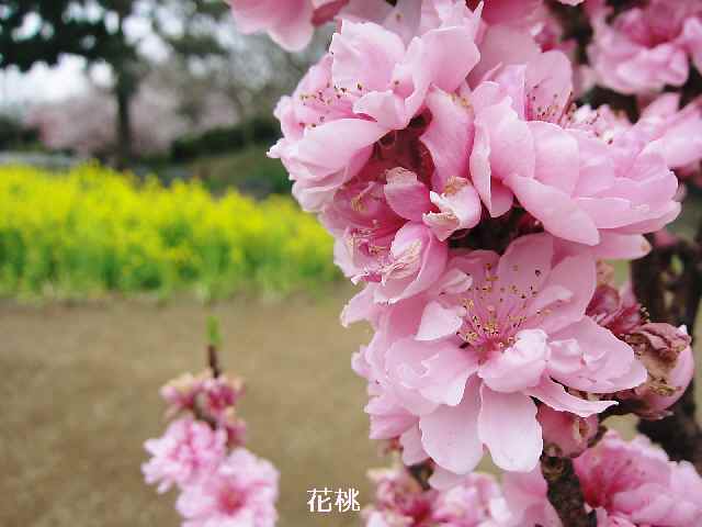 【大船フラワーセンターで早咲きの桜を楽しむ♪】_c0042960_1105151.jpg