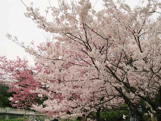 【大船フラワーセンターで早咲きの桜を楽しむ♪】_c0042960_1105872.jpg