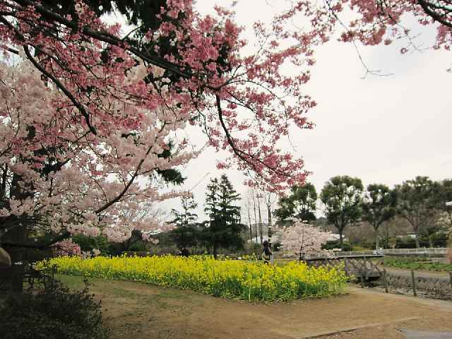 【大船フラワーセンターで早咲きの桜を楽しむ♪】_c0042960_1111073.jpg