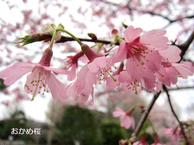 【大船フラワーセンターで早咲きの桜を楽しむ♪】_c0042960_1111624.jpg