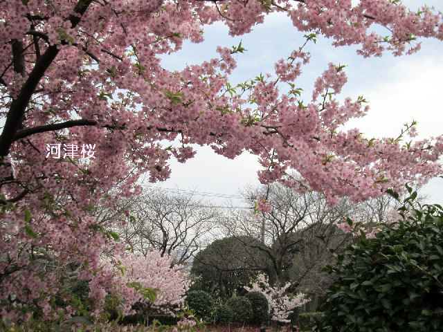 【大船フラワーセンターで早咲きの桜を楽しむ♪】_c0042960_111241.jpg