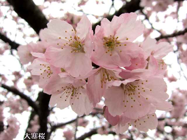 【大船フラワーセンターで早咲きの桜を楽しむ♪】_c0042960_1113172.jpg