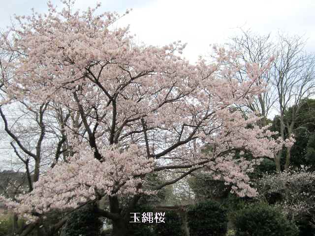 【大船フラワーセンターで早咲きの桜を楽しむ♪】_c0042960_1113880.jpg
