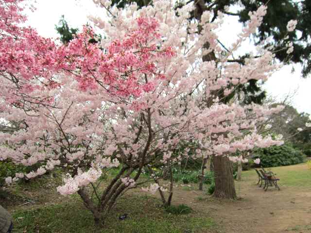 【大船フラワーセンターで早咲きの桜を楽しむ♪】_c0042960_111423.jpg