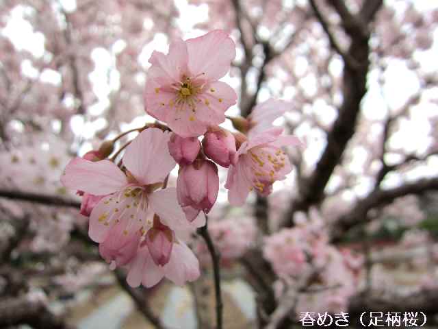 【大船フラワーセンターで早咲きの桜を楽しむ♪】_c0042960_1115164.jpg