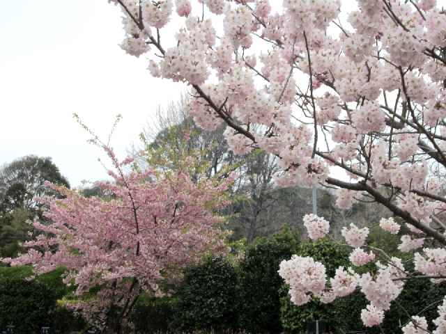 【大船フラワーセンターで早咲きの桜を楽しむ♪】_c0042960_1115771.jpg