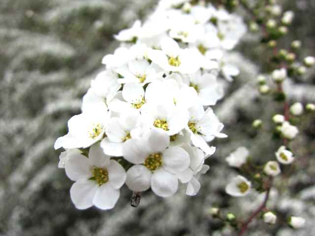 【大船フラワーセンターで早咲きの桜を楽しむ♪】_c0042960_1121113.jpg