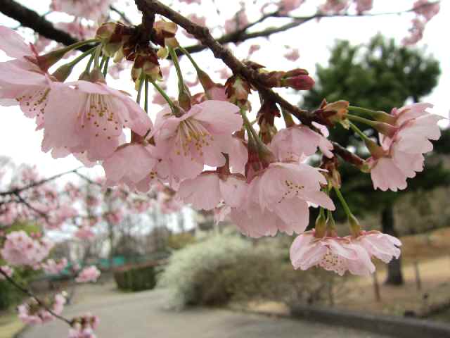 【大船フラワーセンターで早咲きの桜を楽しむ♪】_c0042960_112378.jpg