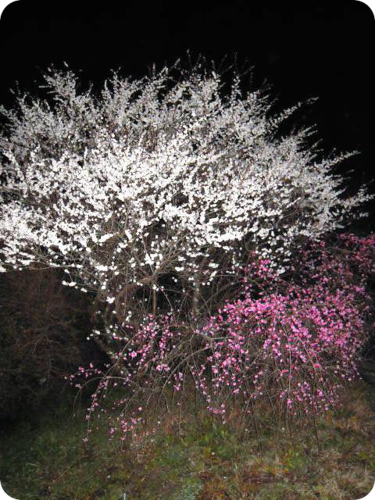 d0155361_21432138.png