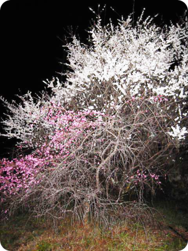 d0155361_21434840.png