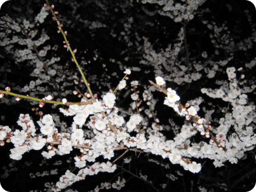 d0155361_2144647.png