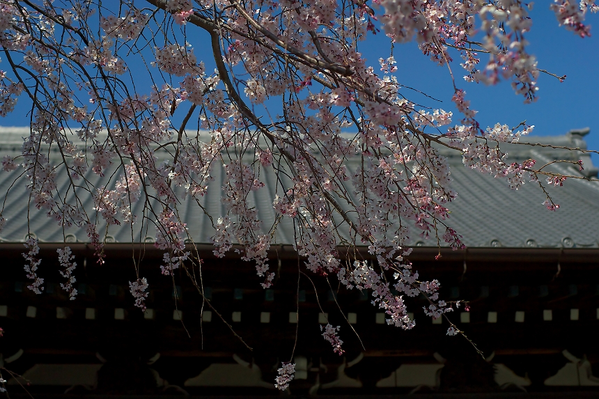 蓮生寺のしだれ桜　２－２_b0221065_713265.jpg