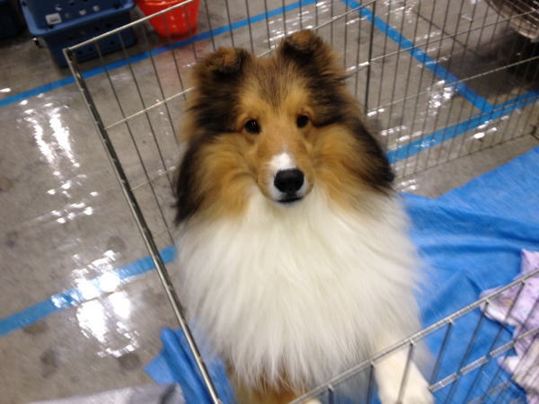 FCI Japan international dog show 2012_f0126965_20522712.jpg