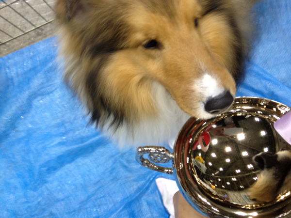 FCI Japan international dog show 2012_f0126965_20525019.jpg