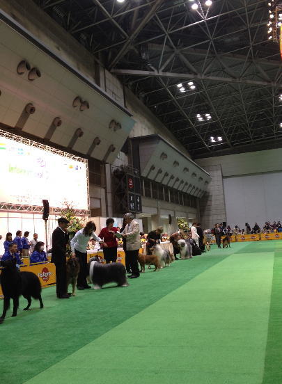 FCI Japan international dog show 2012_f0126965_2121052.jpg