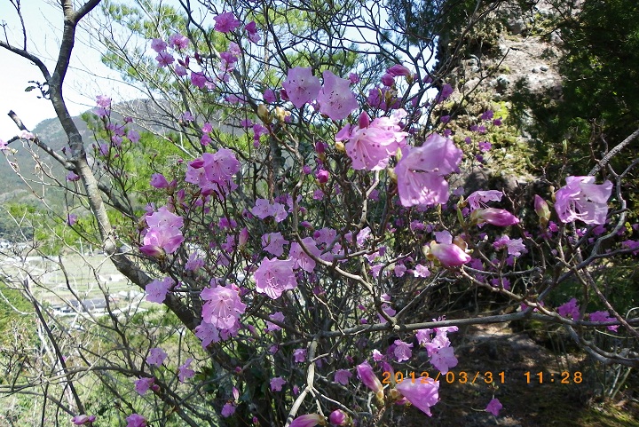 英彦山と岩屋神社の花散策_f0016066_18362187.jpg