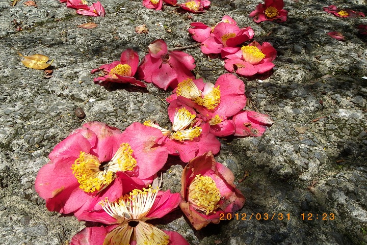 英彦山と岩屋神社の花散策_f0016066_18543360.jpg