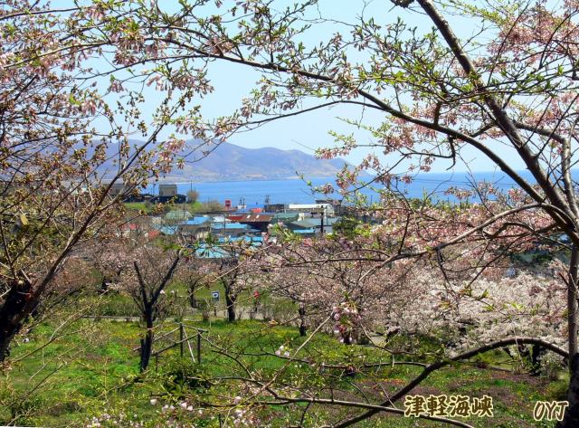 松前町の〝さくら祭り〟後一月ばかり_f0166871_13415045.jpg