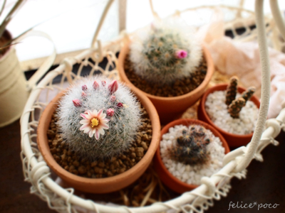 ふわふわのサボテンちゃん Felice Poco ふわふわのサボテンちゃん Felice Poco