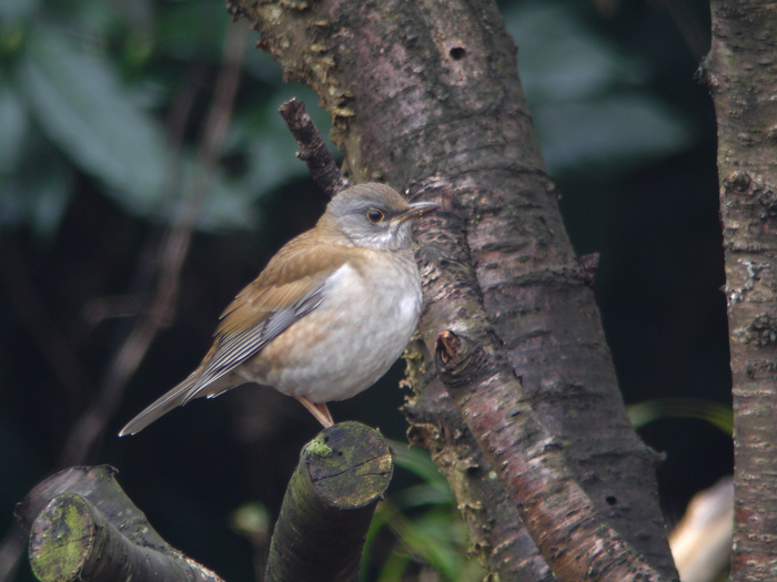 庭に来た野鳥シリーズ2_e0261593_14452310.jpg