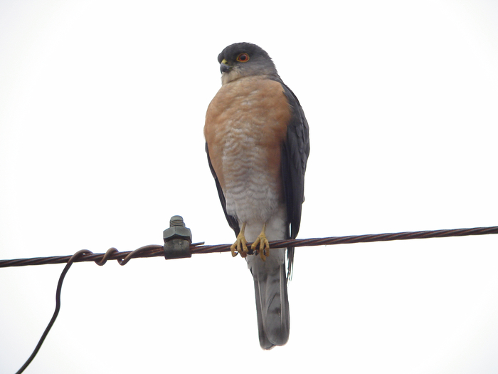 庭に来た野鳥シリーズ2_e0261593_1445449.jpg