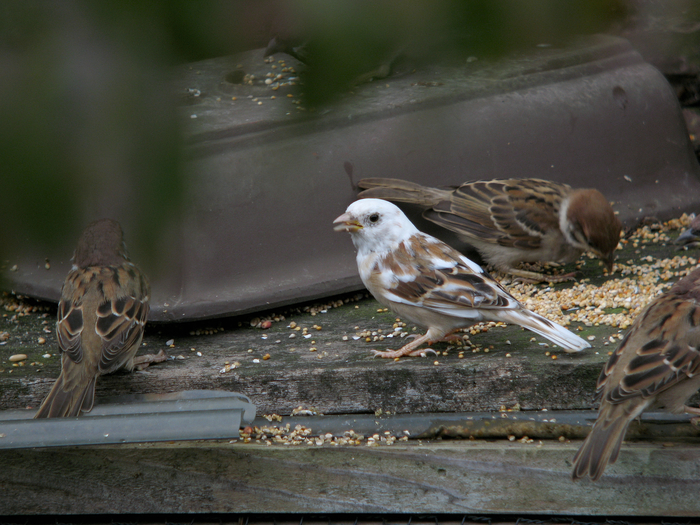 庭に来た野鳥シリーズ2_e0261593_14462575.jpg