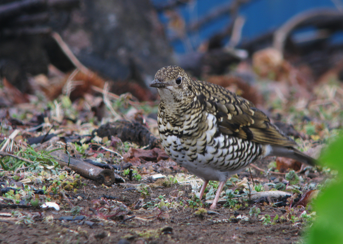 庭に来た野鳥シリーズ2_e0261593_1849263.jpg