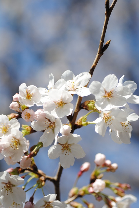 やっと桜が_c0195496_22561625.jpg