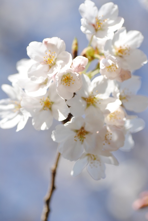 やっと桜が_c0195496_23134298.jpg