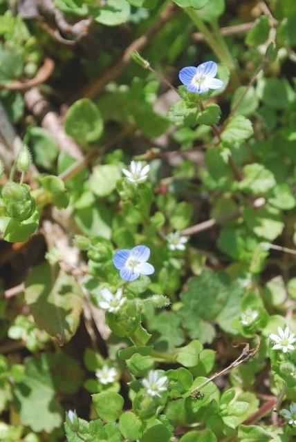 庭で咲く白花・・・_e0025300_1437115.jpg