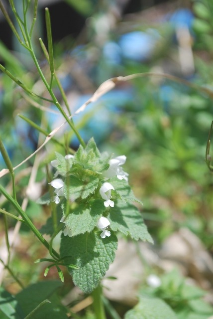 庭で咲く白花・・・_e0025300_14461438.jpg