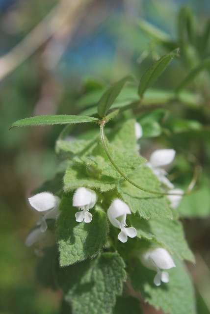 e0025300_14471146.jpg