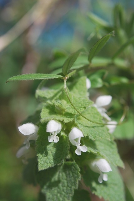 庭で咲く白花・・・_e0025300_14471146.jpg