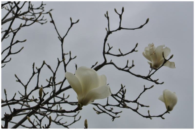 白木蓮が風に揺られて咲いていた_d0248502_8115179.jpg