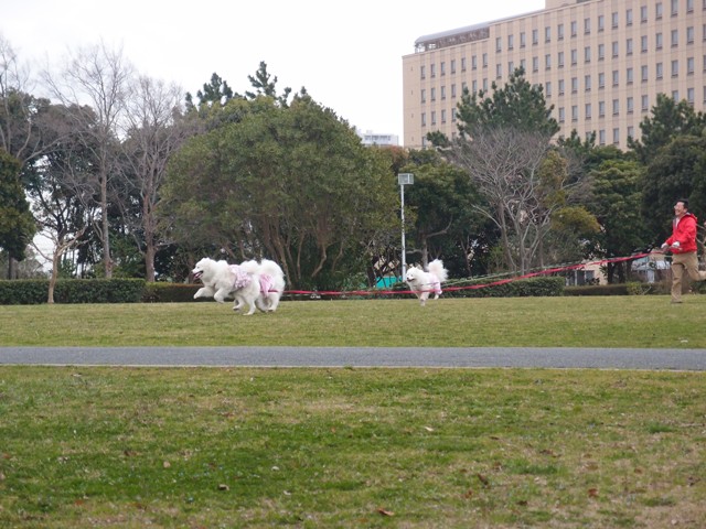 ジャパンペットフェア―2012　　3月31日　[土]_e0018604_158269.jpg